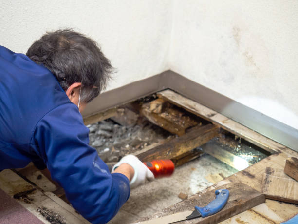 Best Emergency Mold Removal  in Tuckahoe, NY