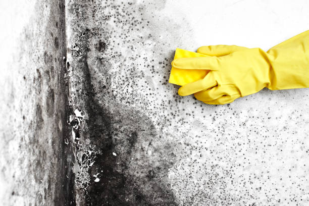 Best Crawl Space Mold Removal  in Tuckahoe, NY