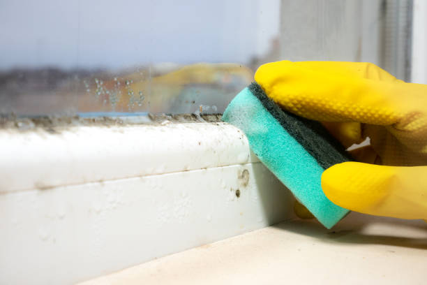 Best Residential Mold Removal  in Tuckahoe, NY