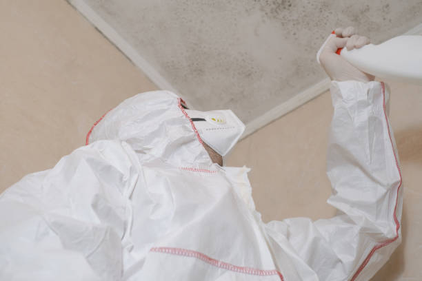 Best Mold Damage Repair  in Tuckahoe, NY