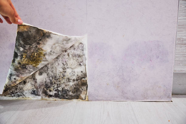 Best Black Mold Removal  in Tuckahoe, NY